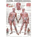 Scientia Pohybová soustava, 67 x 96 cm – Hledejceny.cz