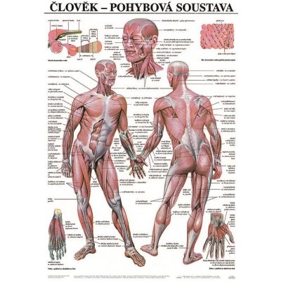 Scientia Pohybová soustava, 67 x 96 cm – Hledejceny.cz