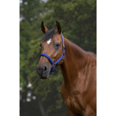 NORTON Ohlávka Nylon Neopren královsky modrá – Sleviste.cz