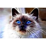 Norimpex Diamantové malování Kočičí magie 30 x 40 cm – Hledejceny.cz