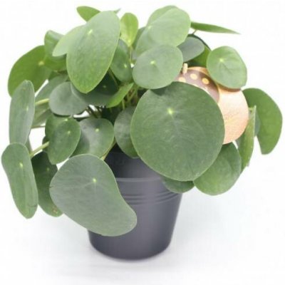 Pilea, Pilea peperomioides, průměr květináče 15 cm – Hledejceny.cz