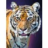 Malování podle čísla SMT Malování podle čísel Tygr v noci