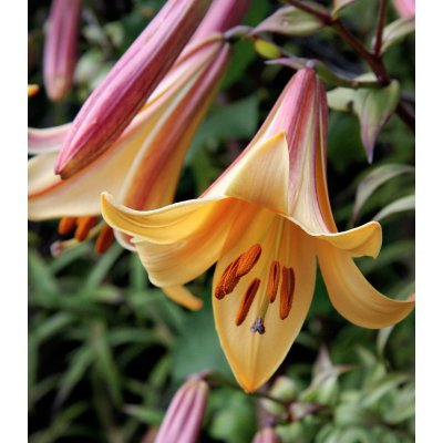 Lilie African Queen - Lilium - cibule lilie - 1 ks