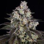 Barney´s Farm Trainwreck semena neobsahují THC 3 ks – Zboží Dáma