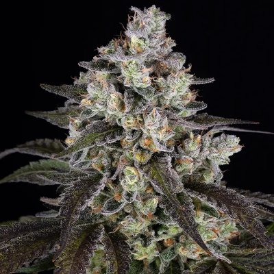 Barney´s Farm Trainwreck semena neobsahují THC 3 ks – Zboží Dáma