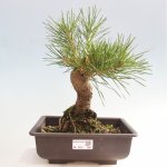 e-bonsai Venkovní bonsai - Pinus thunbergii - Borovice thunbergova – Hledejceny.cz