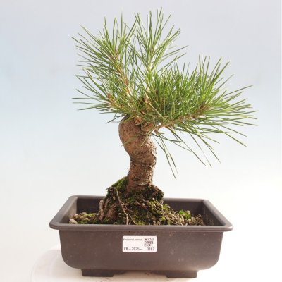 e-bonsai Venkovní bonsai - Pinus thunbergii - Borovice thunbergova – Hledejceny.cz