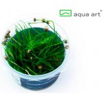 Eriocaulon cinereum – Zbozi.Blesk.cz