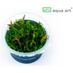 Limnophila hippuridoides – Sleviste.cz