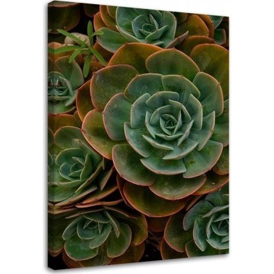 Gario Obraz na plátně Zelená sukulentní květina Rozměry: 40 x 60 cm – Zboží Mobilmania