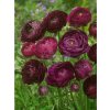 Pryskyřník 'Ranunculus purple tomer for pot' 3 ks