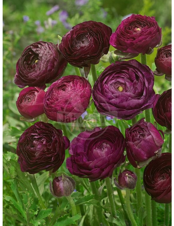 Pryskyřník \'Ranunculus purple tomer for pot\' 3 ks