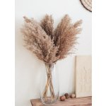 Sušená pampová tráva (pampas) přírodní odstín svazek 10ks, 50-60cm – Sleviste.cz