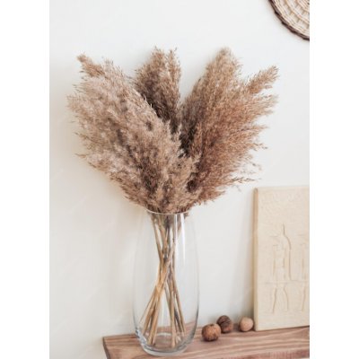 Sušená pampová tráva (pampas) přírodní odstín svazek 10ks, 50-60cm – Sleviste.cz