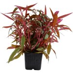 Alternanthera reineckii Pink – Zboží Dáma