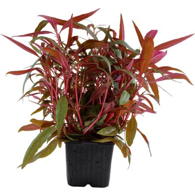 Alternanthera reineckii Pink – Zboží Dáma