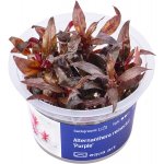 Alternanthera reineckii Purple – Zboží Dáma