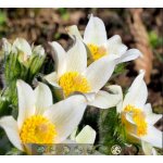 Pulsatilla vulg. 'P. White' Velikost hrnku: 0,5lfial – Zboží Dáma