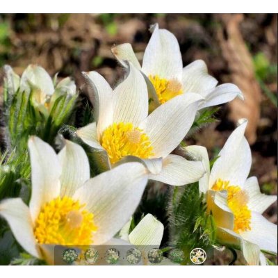 Pulsatilla vulg. 'P. White' Velikost hrnku: 0,5lfial – Zboží Dáma