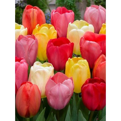 DARWIN HYBRIDEN MIX - DARWINOVI TULIPÁNY - MIX Množství cibulek v jednom balení: 5 ks – Zboží Dáma