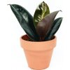 Květina Gardners Ficus elastica Abidjan, průměr 6 cm Fíkovník pryžodárný, Fíkovník, Gumovník