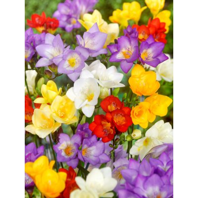 Mix jednoduchých frézií 30 ks – Zboží Dáma