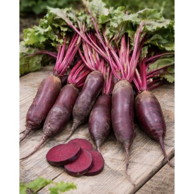 SEMO Řepa salátová 'Karkulka' 2,5 g – Zboží Dáma