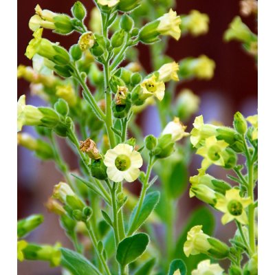 Tabák selský - Nicotiana rustica - semena tabáku - 200 ks – Hledejceny.cz