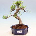 e-bonsai Pokojová bonsai - Ficus kimmen - malolistý fíkus – Hledejceny.cz