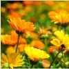 Osivo a semínko Měsíček lékařský Pacific Beauty Směs - Calendula officinalis - semena měsíčku - 30 ks