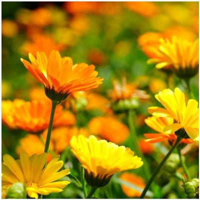 Měsíček lékařský Pacific Beauty Směs - Calendula officinalis - semena měsíčku - 30 ks