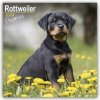 Kalendář Rottweiler Puppies Rottweiler Welpen 16-Monats 2024