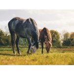 Pobyt v sedle v zámeckém hotelu pro 2 – Hledejceny.cz