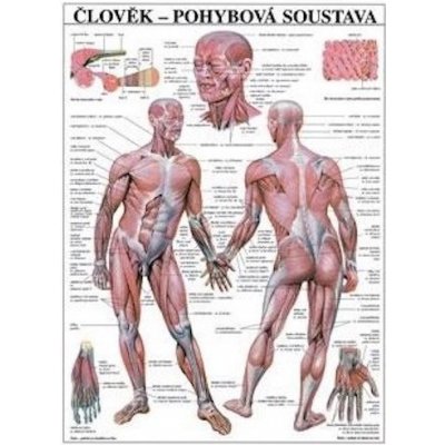 Plakát pohybová soustava člověka 67x96cm – Zboží Mobilmania