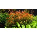 Didiplis diandra - Kalužník dvojmužný – Zboží Dáma