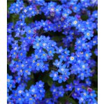 Pomněnka alpská modrá Myosotis alpestris osivo pomněnky 130 ks – Hledejceny.cz