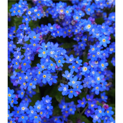 Pomněnka alpská modrá Myosotis alpestris osivo pomněnky 130 ks – Hledejceny.cz
