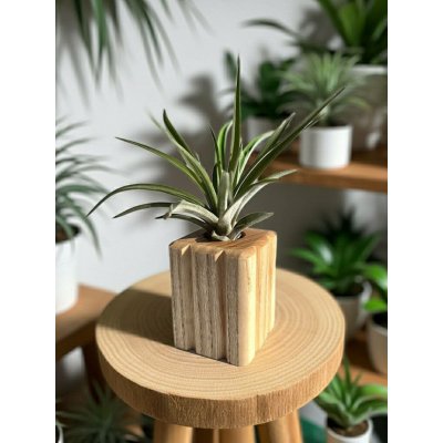 WoodenBotanery Stojan na tilandsii Cube I jasan – Sleviste.cz