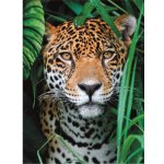 Clementoni Jaguár v džungli 500 dílků – Sleviste.cz