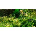 Rotala Vietnam H'ra – Hledejceny.cz