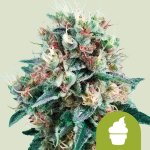 Royal Queen Seeds Royal Creamatic semena neobsahují THC 5 ks – Sleviste.cz