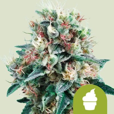 Royal Queen Seeds Royal Creamatic semena neobsahují THC 5 ks – Sleviste.cz