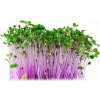 Osivo a semínko Toraf Microgreens, semínka na klíčky - Kedluben červený 10g