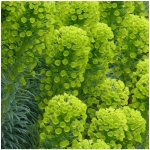 Pryšec statný - Euphorbia characias - prodej semen - 18 ks – Zboží Mobilmania