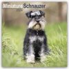 Kalendář Miniature Schnauzer Zwergschnauzer 16-Monats 2024