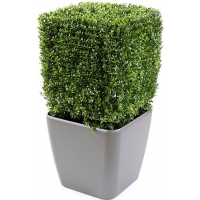 BUXUS EDGE NEW, 85cm