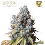 Seedstockers Rucu Cucu OG semena neobsahují THC 3 ks – Zboží Dáma