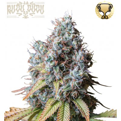 Seedstockers Rucu Cucu OG semena neobsahují THC 3 ks – Zboží Dáma