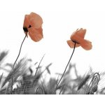 Ubrousek 33x33 cm MÁKY – HobbyKompas.cz Ubrousek 33x33 cm MÁKY – HobbyKompas.cz