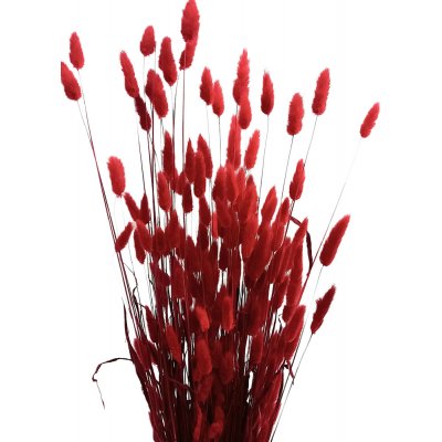 Sušený lagurus (králičí ocásek) červený – Zboží Mobilmania